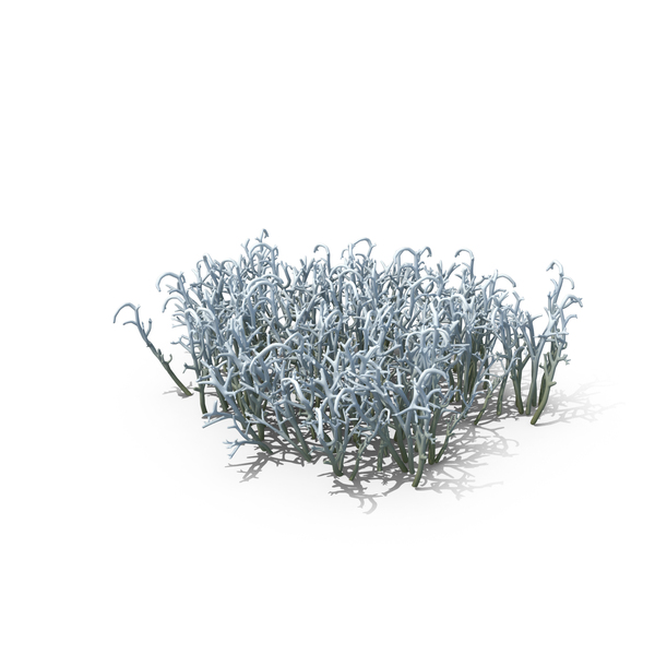 Reindeer Moss PNG & PSD Images Reindeer Moss PNG & PSD Images
