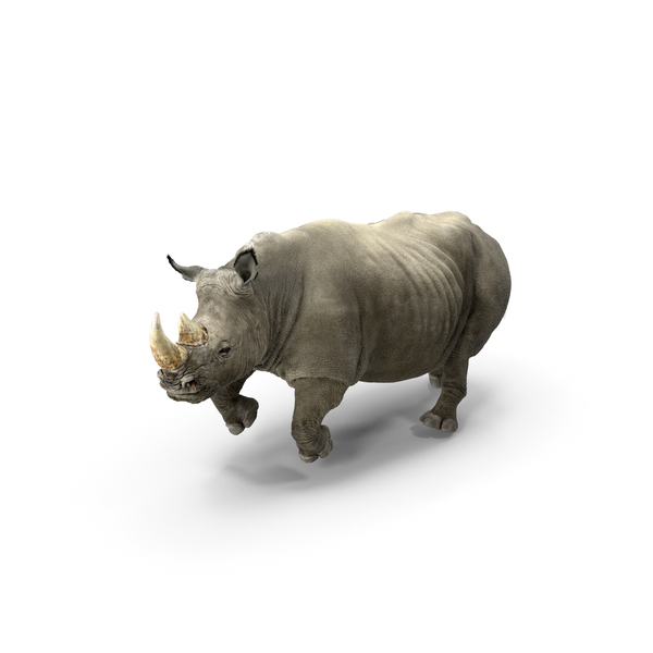 Rhinoceros: Rhino Adult Running Pose Fur PNG & PSD Images