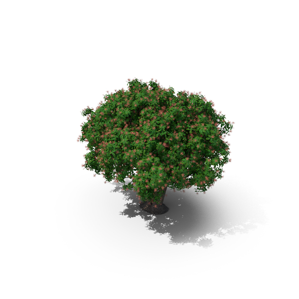 Rhododendron Foliage With Twigs PNG & PSD Images