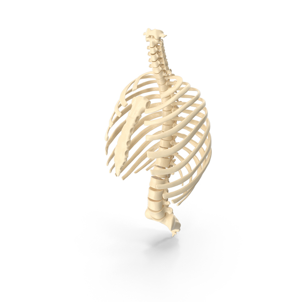 Rib Cage: Ribcage PNG & PSD Images Rib Cage: Ribcage PNG & PSD Images