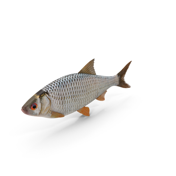 Roach Fish PNG & PSD Images Roach Fish PNG & PSD Images