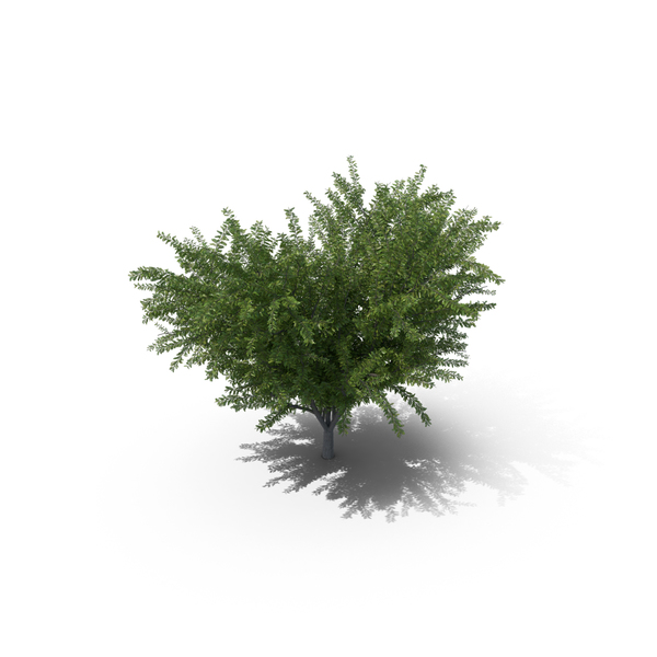 Black Locust: Robinia Pseudoacacia No Flowers PNG & PSD Images Black Locust: Robinia Pseudoacacia No Flowers PNG & PSD Images