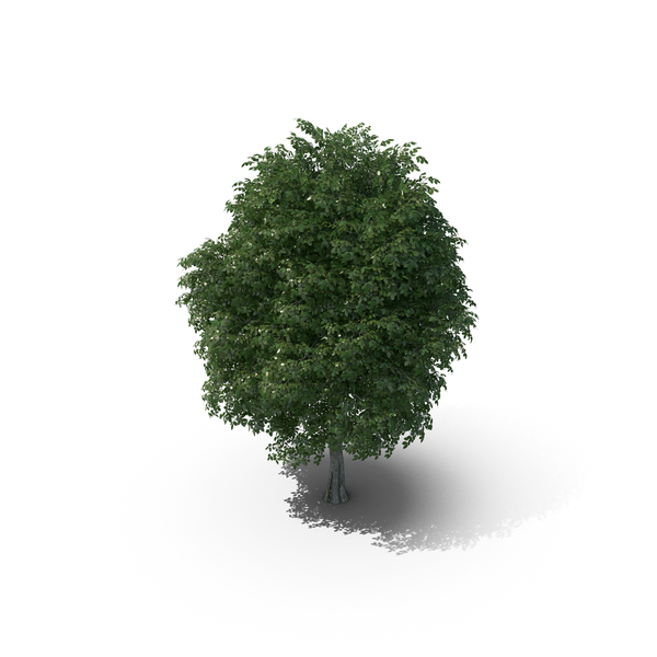 Rock Elm Tree PNG Images & PSDs for Download | PixelSquid - S113791672