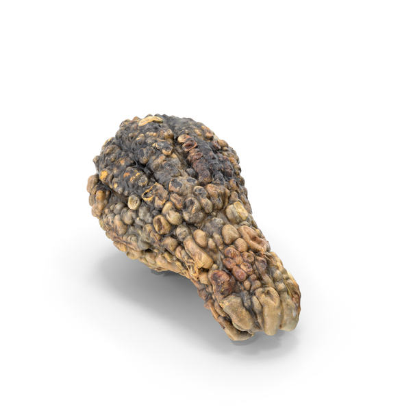 Tree Root: Roots In The Snow PNG & PSD Images