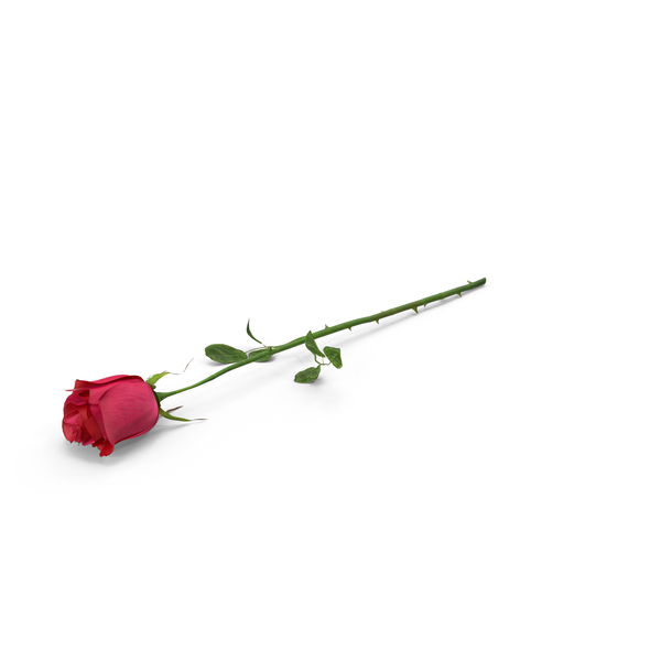 Rose PNG & PSD Images Rose PNG & PSD Images