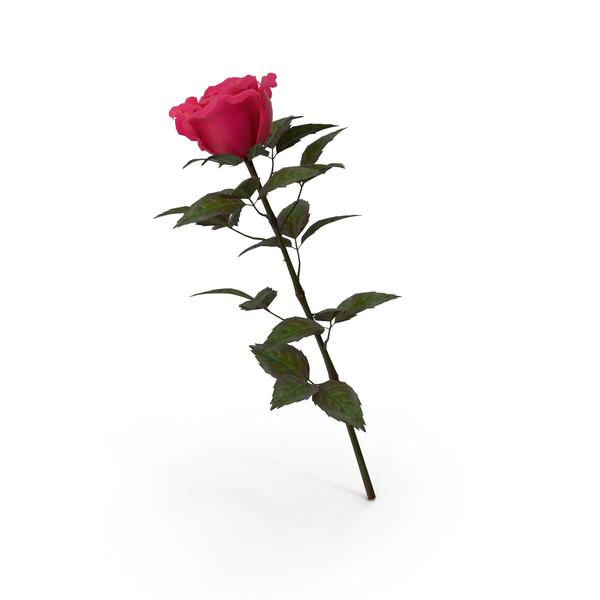 Rose Pink PNG & PSD Images Rose Pink PNG & PSD Images