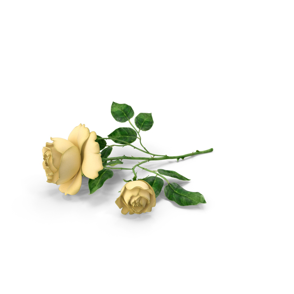 Rose Yellow On Floor PNG & PSD Images Rose Yellow On Floor PNG & PSD Images