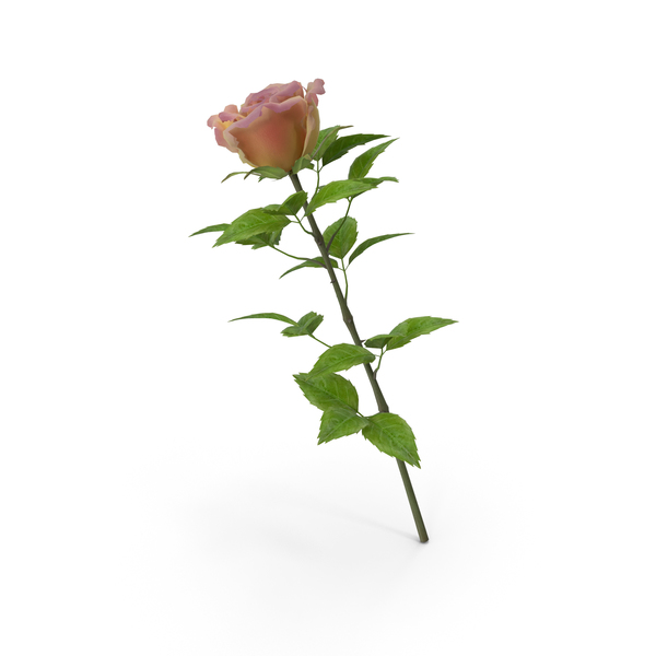 Rose Yellow-Pink PNG & PSD Images Rose Yellow-Pink PNG & PSD Images