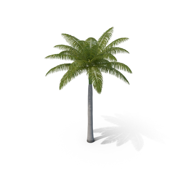 Roystonea: Royal Palm PNG & PSD Images Roystonea: Royal Palm PNG & PSD Images
