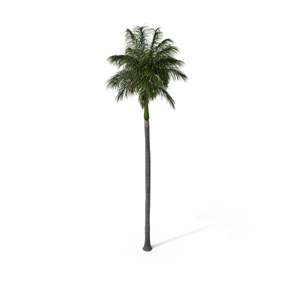 Roystonea: Royal Palm PNG & PSD Images Roystonea: Royal Palm PNG & PSD Images