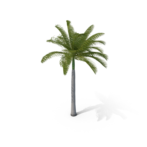 Roystonea: Royal Palm with Moderate Wind PNG & PSD Images Roystonea: Royal Palm with Moderate Wind PNG & PSD Images