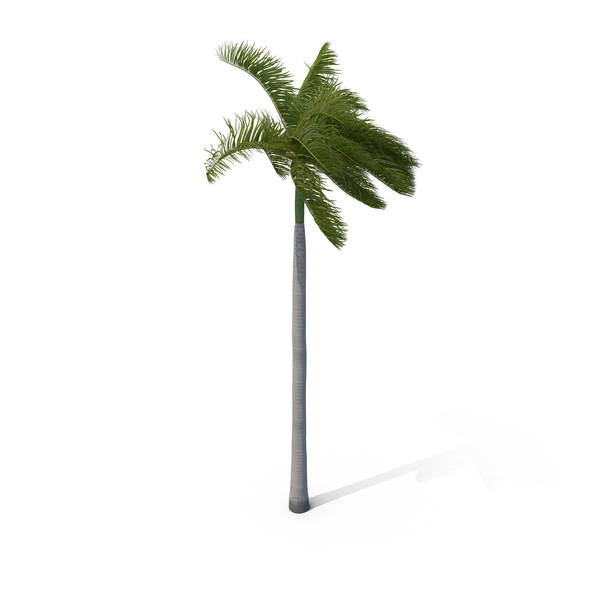 Roystonea: Royal Palm with Moderate Wind PNG & PSD Images Roystonea: Royal Palm with Moderate Wind PNG & PSD Images