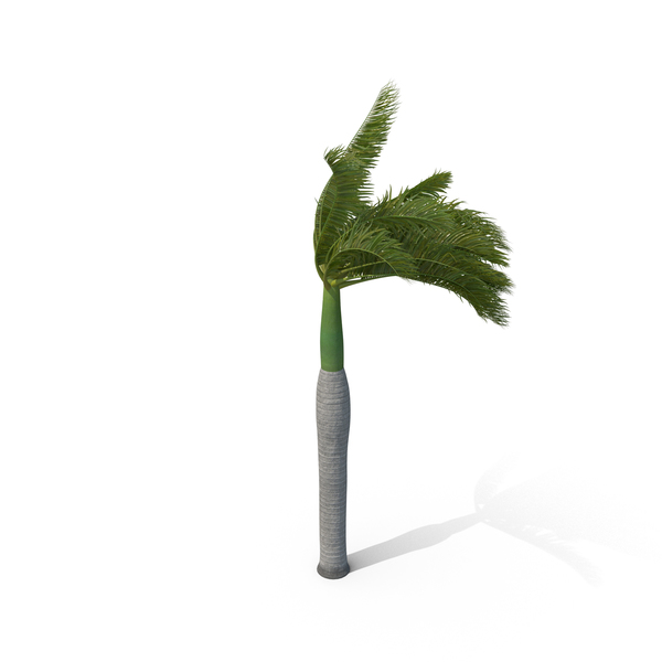 Roystonea: Royal Palm with Strong Wind PNG & PSD Images Roystonea: Royal Palm with Strong Wind PNG & PSD Images