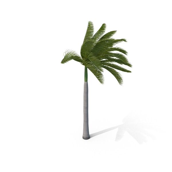 Roystonea: Royal Palm with Strong Wind PNG & PSD Images Roystonea: Royal Palm with Strong Wind PNG & PSD Images