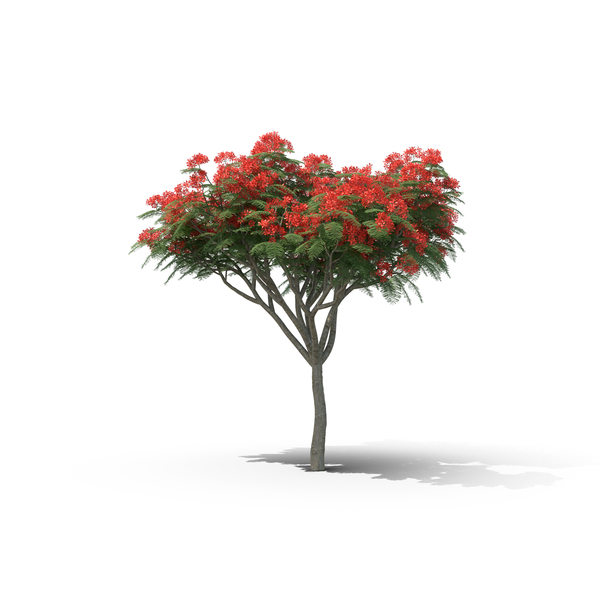 Deciduous: Royal Poinciana Tree PNG & PSD Images