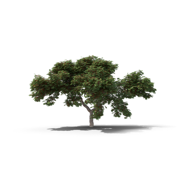 Deciduous: Royal Poinciana Tree PNG & PSD Images Deciduous: Royal Poinciana Tree PNG & PSD Images