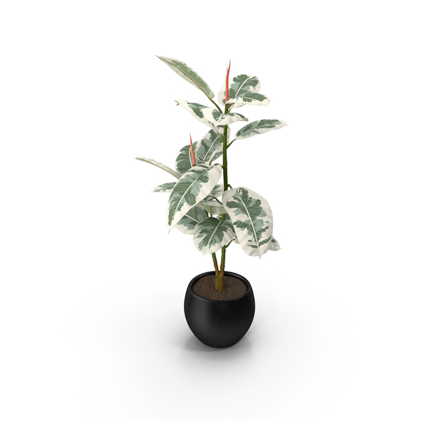 Plant: Rubber Tree Variegata in Pot PNG & PSD Images Plant: Rubber Tree Variegata in Pot PNG & PSD Images