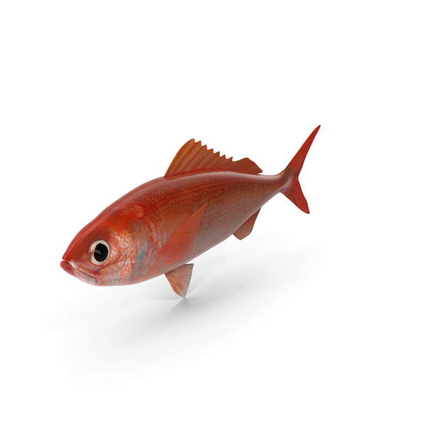 Ruby Fish PNG & PSD Images Ruby Fish PNG & PSD Images