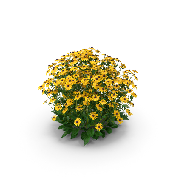 Black Eyed: Rudbeckia Hirta Black Eyed Susan PNG & PSD Images Black Eyed: Rudbeckia Hirta Black Eyed Susan PNG & PSD Images