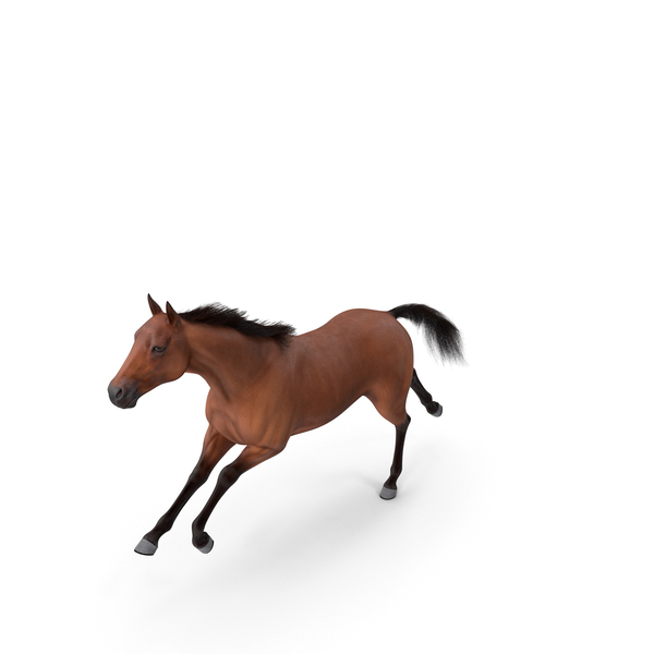 Running Bay Horse Fur PNG & PSD Images