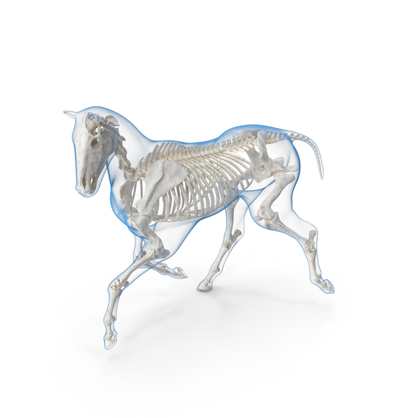 Running Horse Pose Envelope with Skeleton PNG & PSD Images Running Horse Pose Envelope with Skeleton PNG & PSD Images