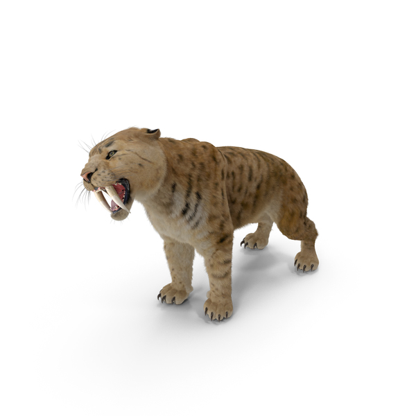 Saber Tooth Tiger Growls Pose with Fur PNG Images & PSDs for Download ...