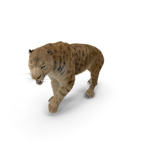 Saber Tooth Tiger Walking Pose with Fur PNG & PSD Images