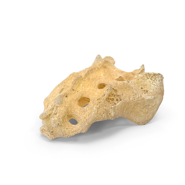 Spine: Sacrum PNG & PSD Images Spine: Sacrum PNG & PSD Images