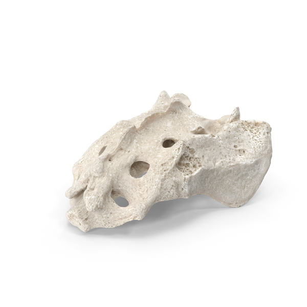 Spine: Sacrum Vertebrae S1 to S5 White PNG & PSD Images Spine: Sacrum Vertebrae S1 to S5 White PNG & PSD Images