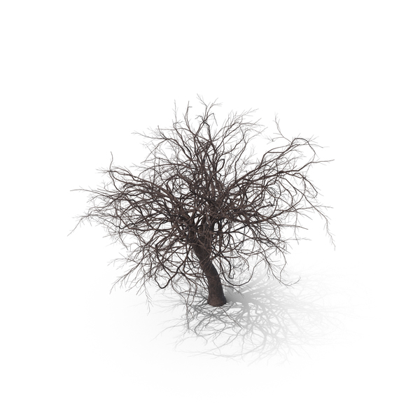 Cherry Tree: Sakura Bare PNG & PSD Images Cherry Tree: Sakura Bare PNG & PSD Images