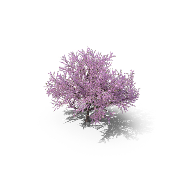 Sakura Lilac PNG & PSD Images Sakura Lilac PNG & PSD Images