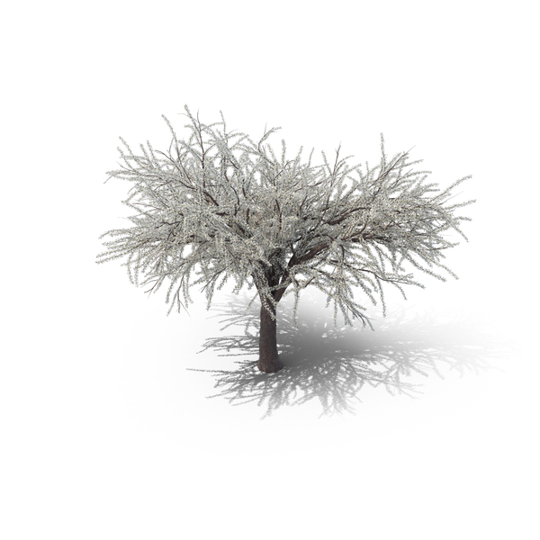 Cherry Tree: Sakura White PNG & PSD Images Cherry Tree: Sakura White PNG & PSD Images