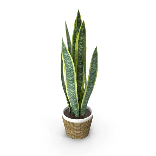 Mother In Law: Sansevieria Snake Tongue PNG & PSD Images Mother In Law: Sansevieria Snake Tongue PNG & PSD Images