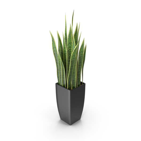 Succulent: Sansevieria PNG & PSD Images Succulent: Sansevieria PNG & PSD Images