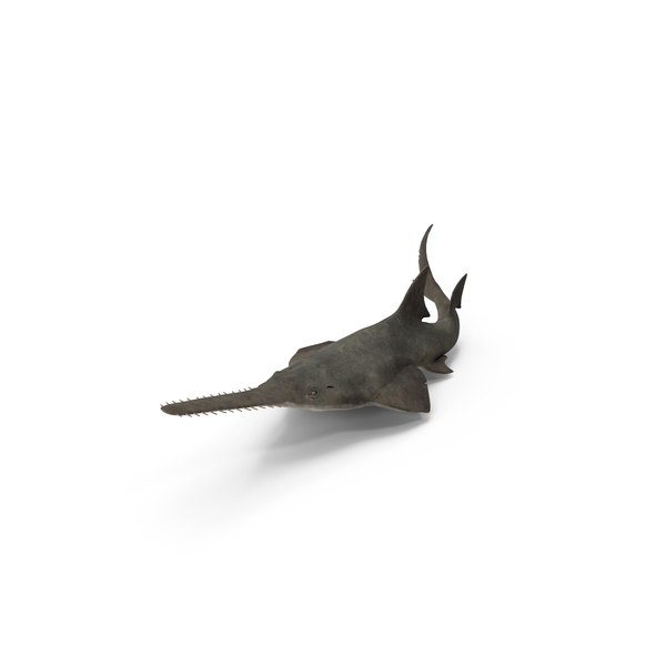 Sawfish PNG & PSD Images