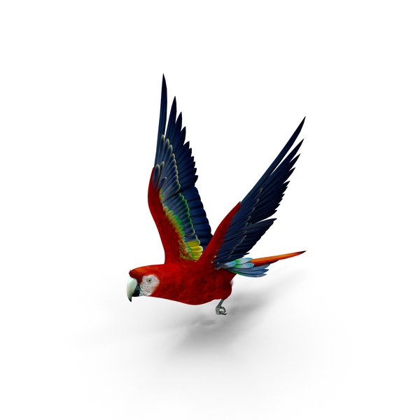 Scarlet Macaw PNG & PSD Images