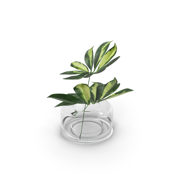 Schefflera Leaves PNG & PSD Images Schefflera Leaves PNG & PSD Images