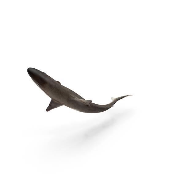 School Shark PNG & PSD Images School Shark PNG & PSD Images