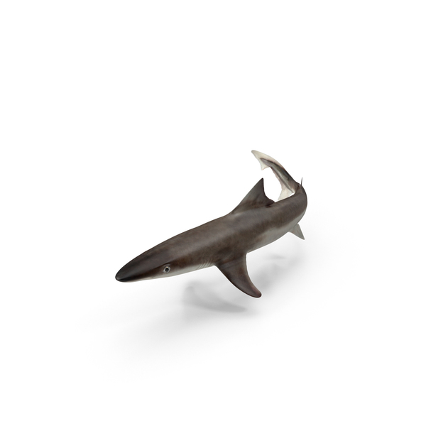 School Shark PNG & PSD Images School Shark PNG & PSD Images