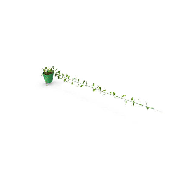 Bush: Scindapsus Aureus 3 high PNG & PSD Images Bush: Scindapsus Aureus 3 high PNG & PSD Images
