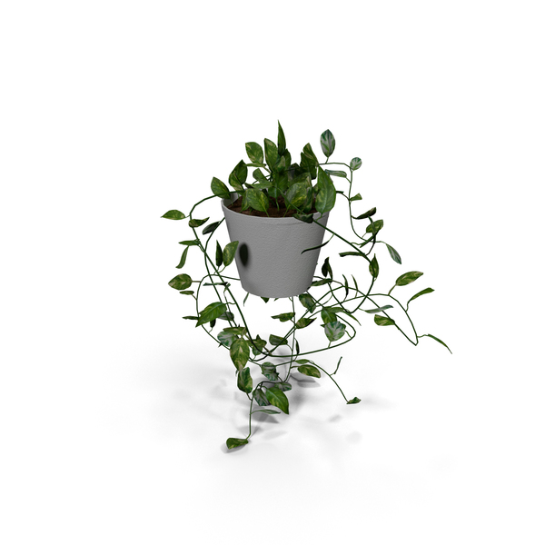 Bush: Scindapsus Aureus PNG & PSD Images Bush: Scindapsus Aureus PNG & PSD Images