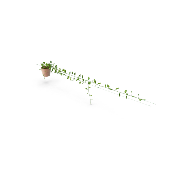 Bush: Scindapsus Aureus PNG & PSD Images Bush: Scindapsus Aureus PNG & PSD Images