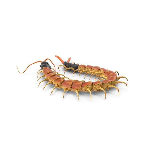Centipede: Scolopendra Heros Arizonensis PNG & PSD Images Centipede: Scolopendra Heros Arizonensis PNG & PSD Images