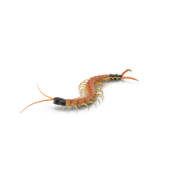 Centipede: Scolopendra Heros Arizonensis Crawling PNG & PSD Images Centipede: Scolopendra Heros Arizonensis Crawling PNG & PSD Images