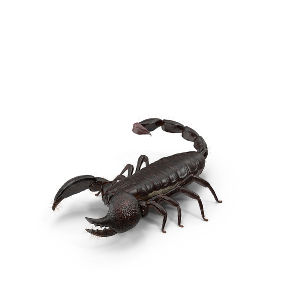 Scorpion PNG & PSD Images