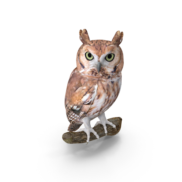 Screech Owl PNG & PSD Images Screech Owl PNG & PSD Images