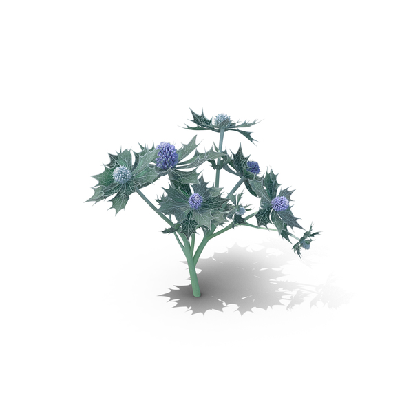 Plants: Sea Holly PNG & PSD Images Plants: Sea Holly PNG & PSD Images