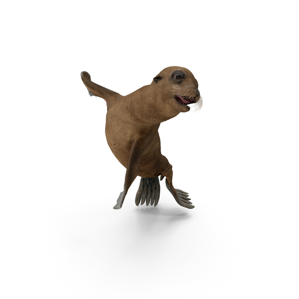 Sea Lion Baby Swimming Pose PNG & PSD Images Sea Lion Baby Swimming Pose PNG & PSD Images