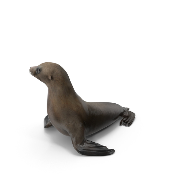 Sea Lion Pose PNG & PSD Images