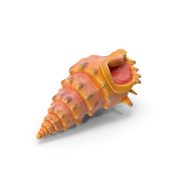 Conch: Sea Shell PNG & PSD Images Conch: Sea Shell PNG & PSD Images